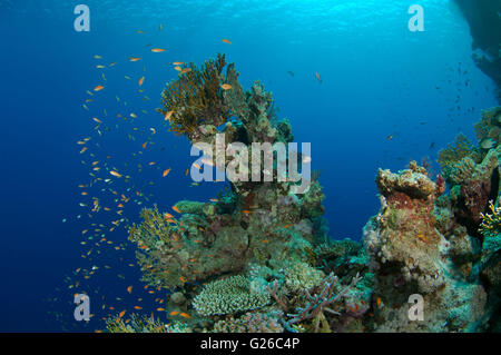 Mar Rosso, Egitto. 3 Mar, 2016. Arancio brillante scuola di pesce Longspine anthias, lyretail coralfish, lyretail anthias, mare goldie o scalefin anthia (Pseudanthias squamipinnis) nuota vicino alla barriera corallina, Mar Rosso, Egitto, Africa © Andrey Nekrasov/ZUMA filo/ZUMAPRESS.com/Alamy Live News Foto Stock