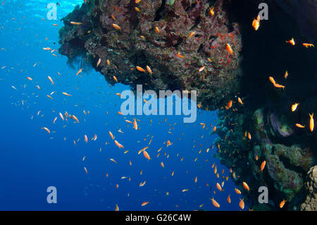 Mar Rosso, Egitto. 3 Mar, 2016. Arancio brillante scuola di pesce Longspine anthias, lyretail coralfish, lyretail anthias, mare goldie o scalefin anthia (Pseudanthias squamipinnis) nuota vicino alla barriera corallina, Mar Rosso, Egitto, Africa © Andrey Nekrasov/ZUMA filo/ZUMAPRESS.com/Alamy Live News Foto Stock