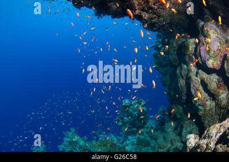 Mar Rosso, Egitto. 3 Mar, 2016. Arancio brillante scuola di pesce Longspine anthias, lyretail coralfish, lyretail anthias, mare goldie o scalefin anthia (Pseudanthias squamipinnis) nuota vicino alla barriera corallina, Mar Rosso, Egitto, Africa © Andrey Nekrasov/ZUMA filo/ZUMAPRESS.com/Alamy Live News Foto Stock