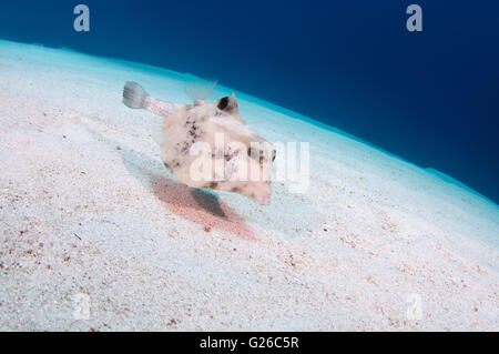 Mar Rosso, Egitto. 3 Mar, 2016. Humpback Turretfish, comunemente chiamato humpback turretfish, casco cowfish, camel cowfish o thornbacked boxfish (Tetrosomus gibbosus) nuota su un fondo sabbioso, Mar Rosso, Egitto, Africa © Andrey Nekrasov/ZUMA filo/ZUMAPRESS.com/Alamy Live News Foto Stock