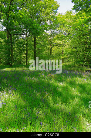 Bluebells nella zona ovest di legno, Honley, vicino a Leeds, West Yorkshire, Inghilterra, Regno Unito. Foto Stock