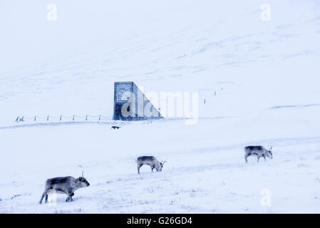 Svalbard le renne con le isole Svalbard Global Seed Vault in background in inverno Longyearbyen, Svalbard, Spitsbergen, Norvegia Foto Stock