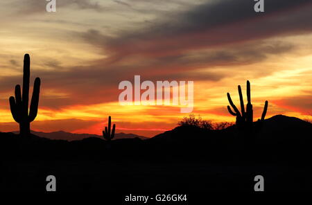 Tramonto nel selvaggio West deserto dell Arizona - bel tramonto nel deserto dell'Arizona con silhouette di Cactus Foto Stock
