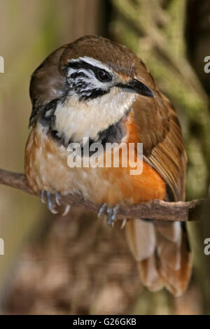 Maggiore Necklaced Laughingthrush (garrulax pettorale) Foto Stock