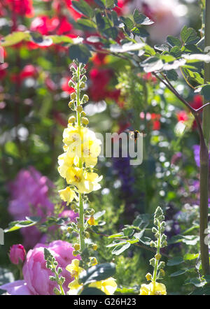 Un'ape vola fuori da un giallo antirrhinum verso mazzi di fiori e piante in una bella giornata di sole a Chelsea alla RHS. Foto Stock