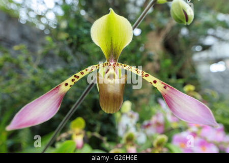 Incredibile Paphiopedilum orchid flower close-up su sfondo naturale. Profondità di campo Foto Stock