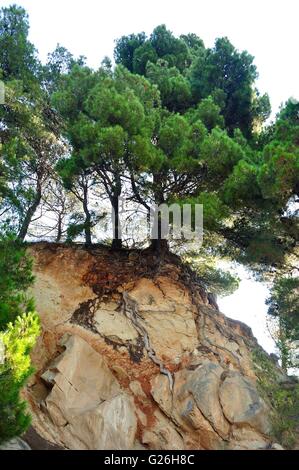 Pino su roccia in Podgora, Croazia Foto Stock