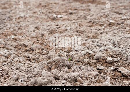 In prossimità del suolo coltivato visto da vicino il terreno. Esperienza nel settore agricolo. DOF poco profondo. Messa a fuoco selettiva. Foto Stock