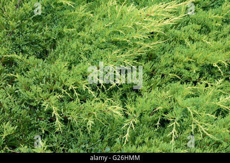 Lo spunto da fermi verde rami di ginepro - sfondo Foto Stock