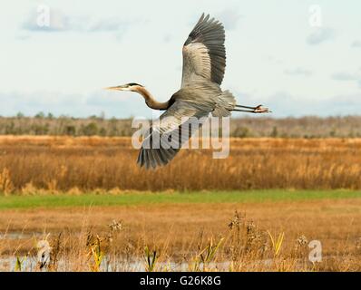 Un Airone blu vola sopra la palude a Alligator River National Wildlife Refuge in East Lake, North Carolina. Foto Stock