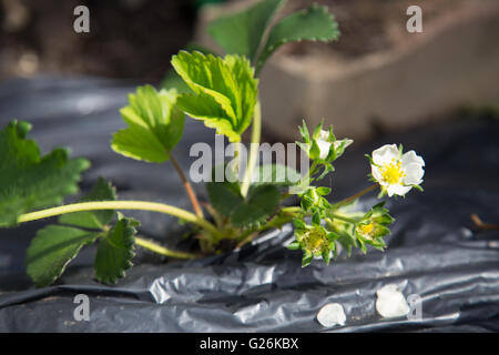 Una fragola di crescita della pianta in plastica nera che mostra i giovani fiori Foto Stock