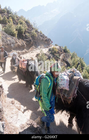 Yak herders con yak sul sentiero per Everest, Himalaya, regione di Khumbu, in Nepal, in Asia Foto Stock