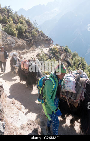 Yak i pastori con i loro yak che trasportano carichi su un sentiero nella regione del Khumbu, Himalaya, Nepal Foto Stock