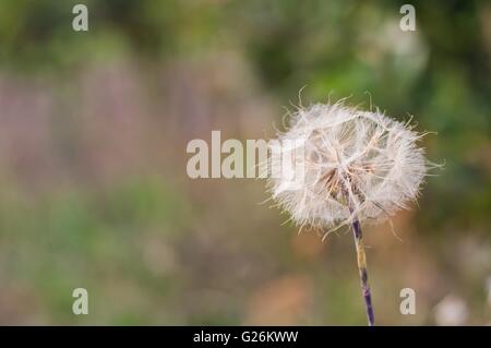 Il tarassaco con spazio sul lato sinistro Foto Stock