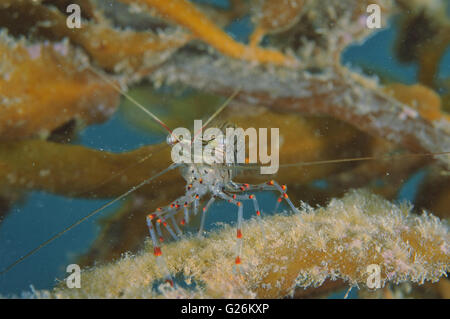 Gamberetti grigi Palaemon affinis su kelp frond Foto Stock