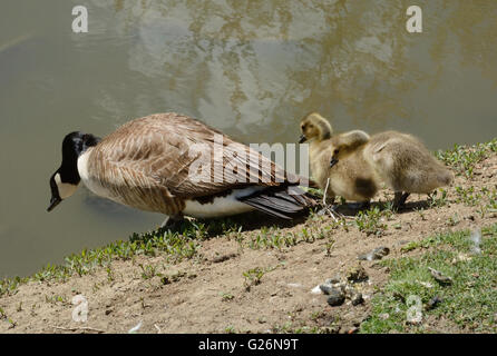 Genitore Canada GOose goslings leader ripida discesa scarpa al lago Foto Stock