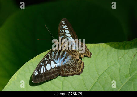 Clipper blu farfalla (Pathenos sylvia) Foto Stock