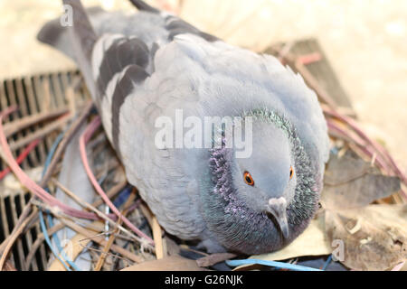 Pigeon uova da cova Foto Stock