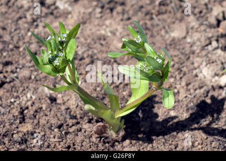 Weisse Taubnessel, ist eine Wildpflanze und Heilpflanze Foto Stock