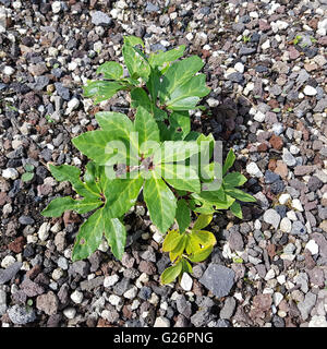 Christrose; Helleborus niger; Keimling, Sproessling Foto Stock