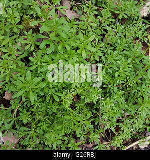 Kletten-Labkraut, Galium aparine, Jungpflanze Foto Stock