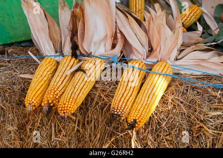 Mais giallo su paglia in autunno Foto Stock