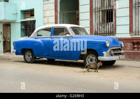 Vintage americano auto (Chevrolet) e un gatto in Havana, Cuba Foto Stock