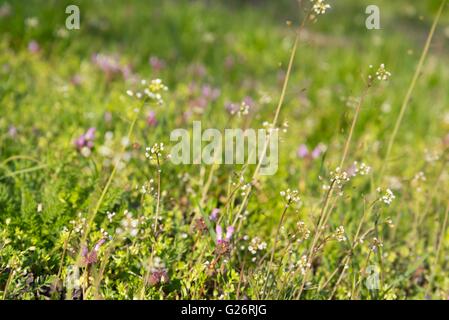 Capsella bursa pastoris-(pastore la borsa) nel giardino. Sfondo naturale Foto Stock