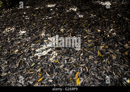 Bassa vista prospettica colorised morti di mango secco foglie in mango orchard piano poco la luce del sole splende in sfondo sfocato Foto Stock