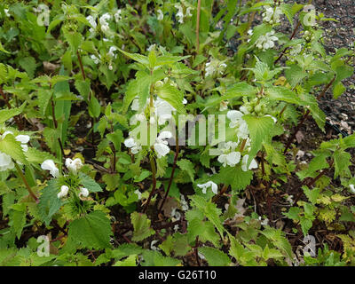 Weisse Taubnessel, Lamium alba Foto Stock