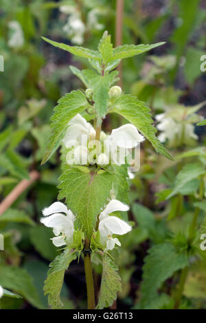 Weisse Taubnessel, Lamium alba Foto Stock