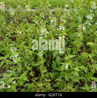 Weisse Taubnessel, Lamium alba Foto Stock