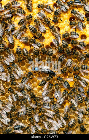 Ape regina, marchiata e circondata da api operaie Apis mellifera Honey bee Queen Beehive Honeycomb ApIs mellifera queen Workers Foto Stock