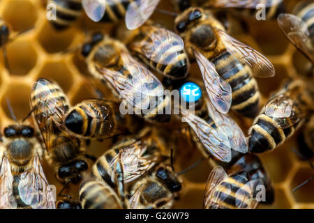 Ape regina, segnato e circondato da api operaio ape regina Foto Stock