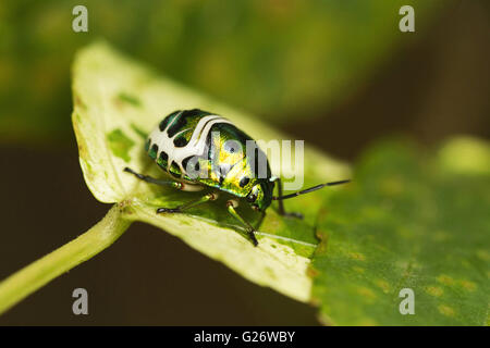 Gioiello bug o scudo sostenuto bug nella famiglia scutelleridae. chrysocoris stolli. chorla ghats mhadei Wildlife Sanctuary goa Foto Stock