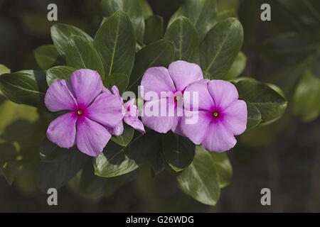 Pervinca, Sadafuli ( Catharanthus roseus ) fiore. Madagascar Pervinca. Goa di villaggio di Nerul Goa nord Foto Stock