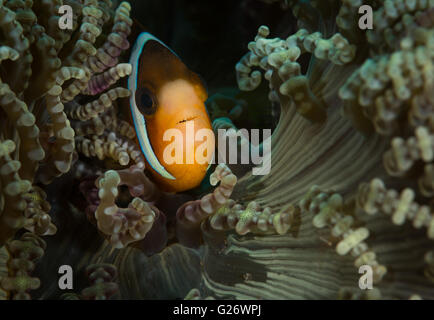 Clark (anemonefish Amphiprion clarkii) sulla Coral Garden divesite, Tulamben, Bali Foto Stock