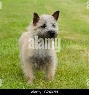 Cairn terrier Foto Stock