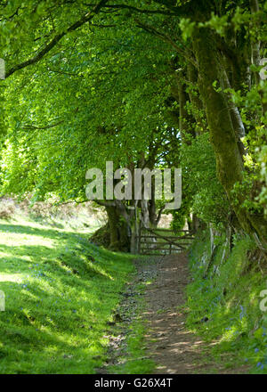Frondose bridleway nella campagna sotto un viale di faggi Foto Stock