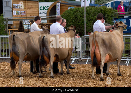 Vacche jersey in occasione di una mostra Foto Stock