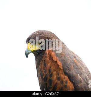 Falco di Harris Foto Stock