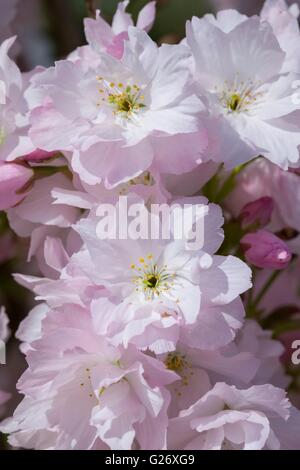 Prunus 'Amanogawa' cherry 'Amanogawa' Foto Stock