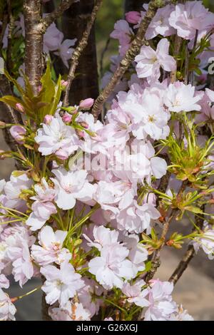 Prunus 'Amanogawa' cherry 'Amanogawa' Foto Stock