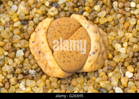 Impianto di pietra, limone, con nuove foglie forzando il loro modo attraverso l'anno precedente. La Namibia (in coltura) Foto Stock