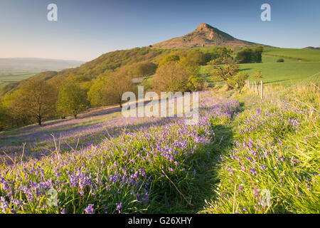 Bluebells in Newton boschi con Roseberry Topping come sfondo Foto Stock