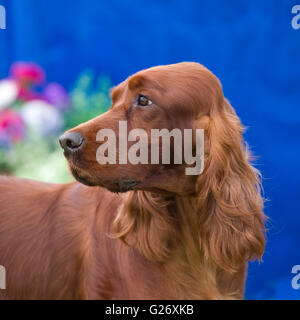 setter irlandese Foto Stock