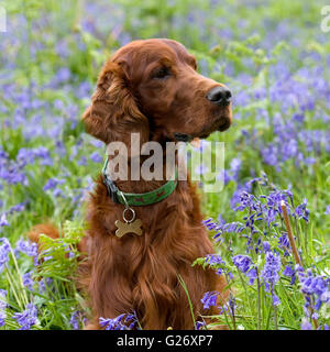 setter irlandese Foto Stock