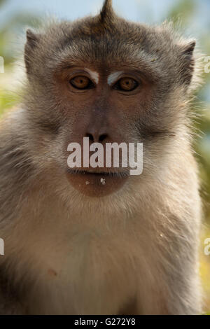 Longtail macaque sull'isola bautiful Lombok, Indonesia Foto Stock