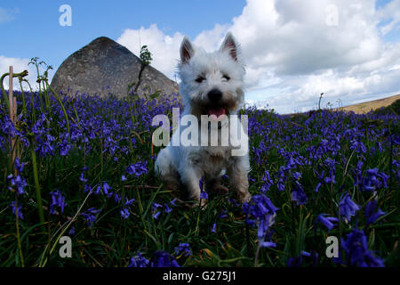 Poco West Highland White Terrier sat nel bluebells a Holwell prati su Dartmoor in Devon Foto Stock