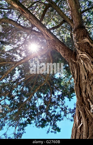 Raggi del sole attraverso i rami della reliquia juniper Foto Stock